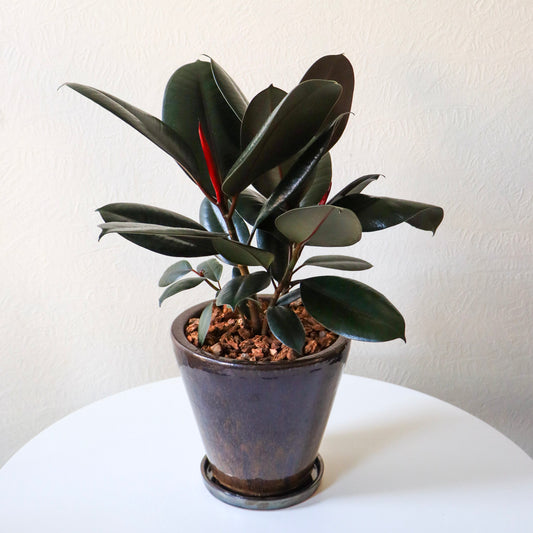 Ficus Plant