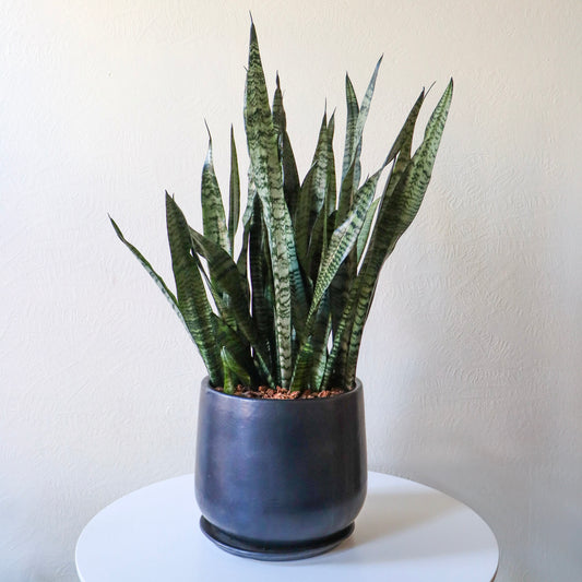 Snake Plant